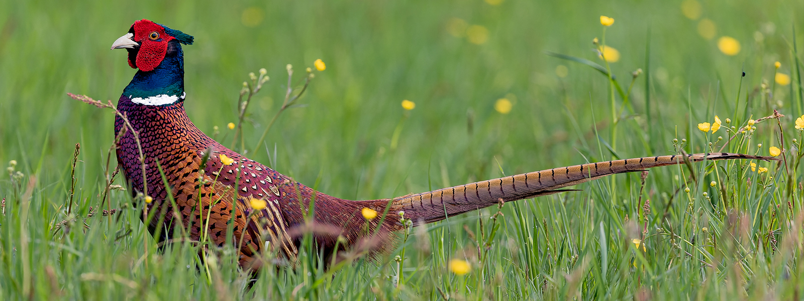 Jagdfasan