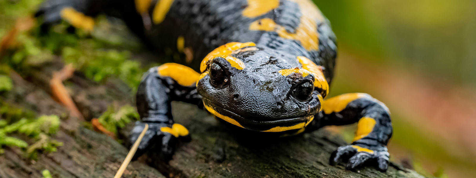 Feuersalamander