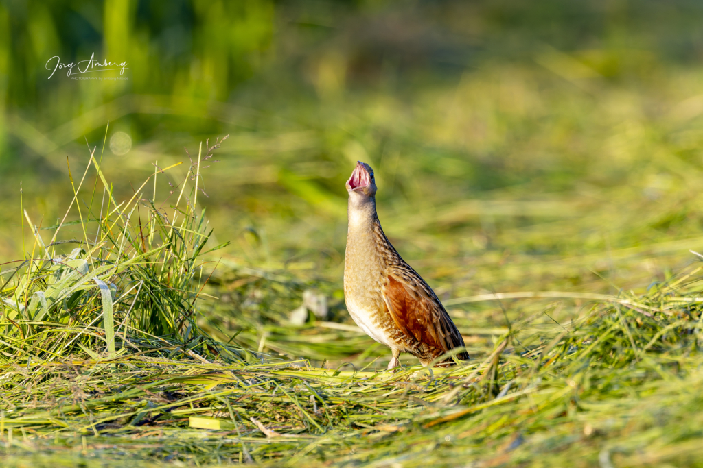 Wachtelkönig