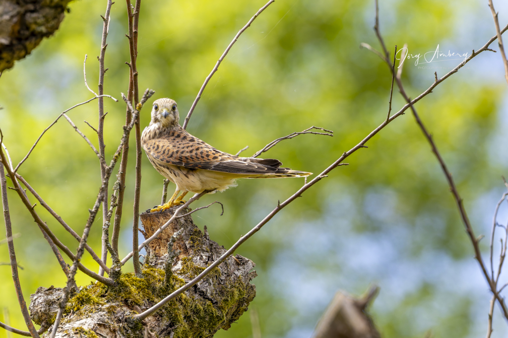 Turmfalke