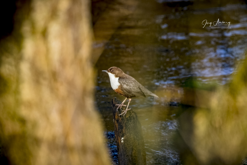 Wasseramsel
