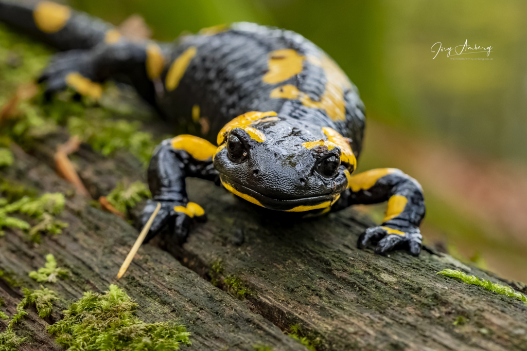 Feuersalamander