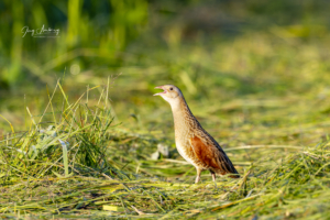 Wachtelkönig
