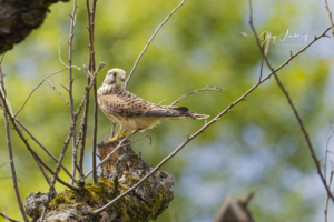 Turmfalke