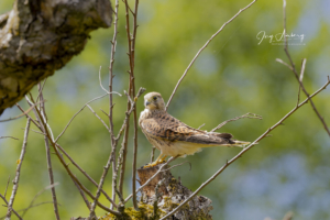 Turmfalke
