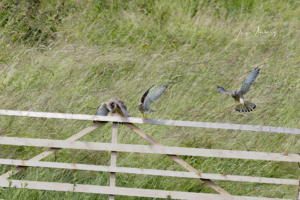 Turmfalke