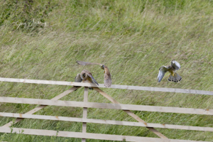 Turmfalke