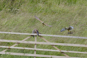 Turmfalke