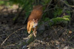 Eichhörnchen