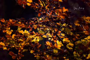 Herbst