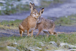 Hase