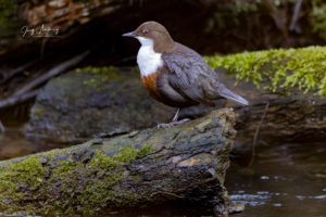 Wasseramsel