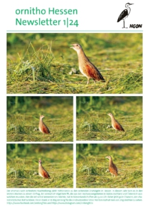 Anfragen zum Wachtelkönig